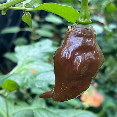 Habanero Black - Seeds - The Pepper Pantry (Formerly Marie Sharp's)
